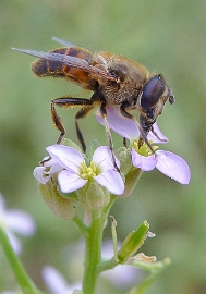 033 - Petite Abeille sur fleur sauvage